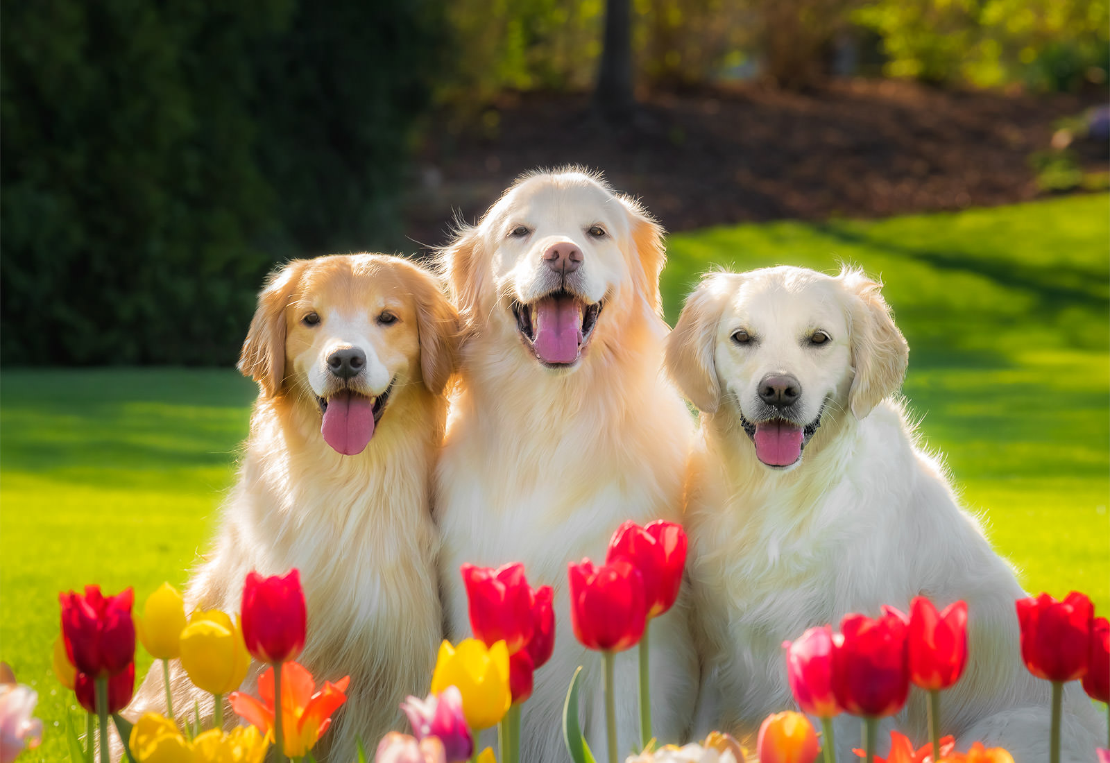 Three Golden Retrievers posing with the tulips