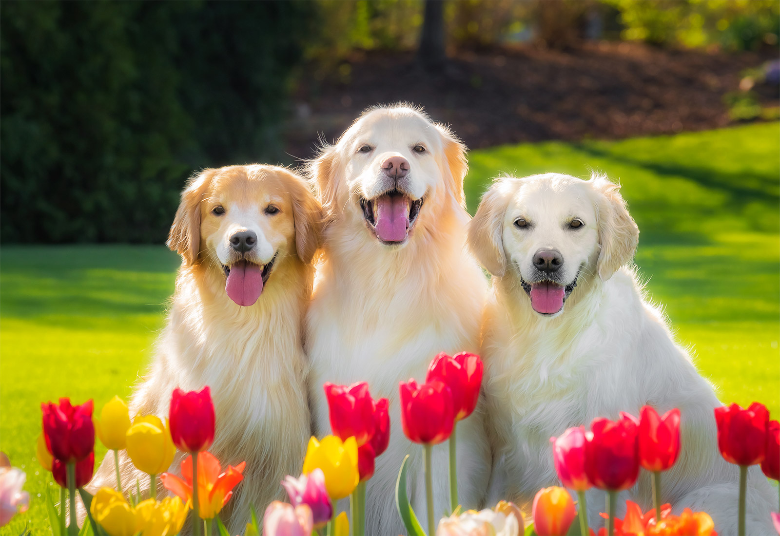 Three Golden Retrievers smiling on a summer day
