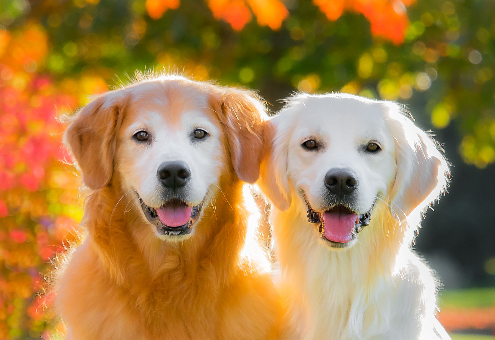 Two Golden Retrievers smiling on an autumn day