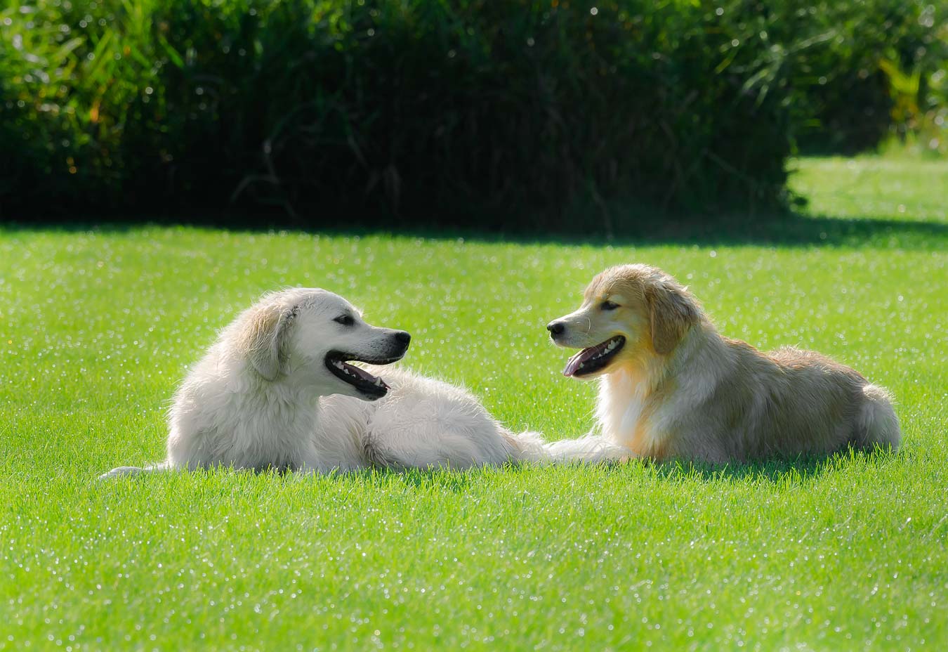 Two Golden Retrievers resting in the dewy grass