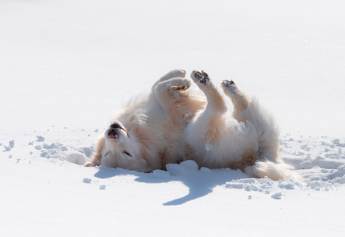 Golden Retriever playing in the snow