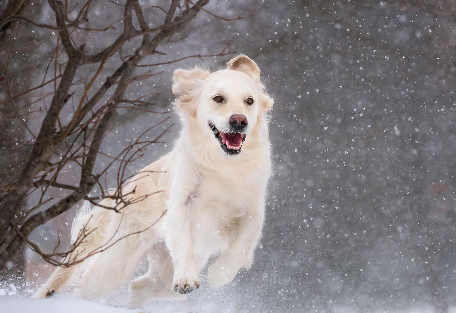 Golden Retriever playing in the snow