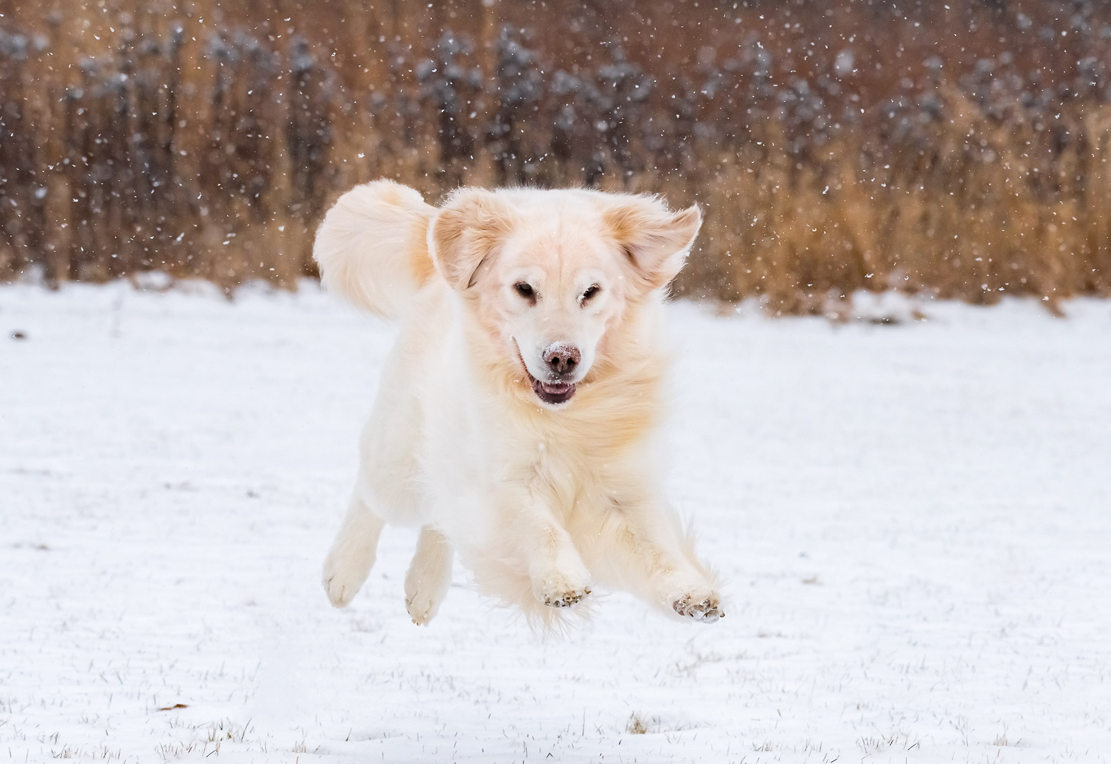 Golden Retriever playing in the snow