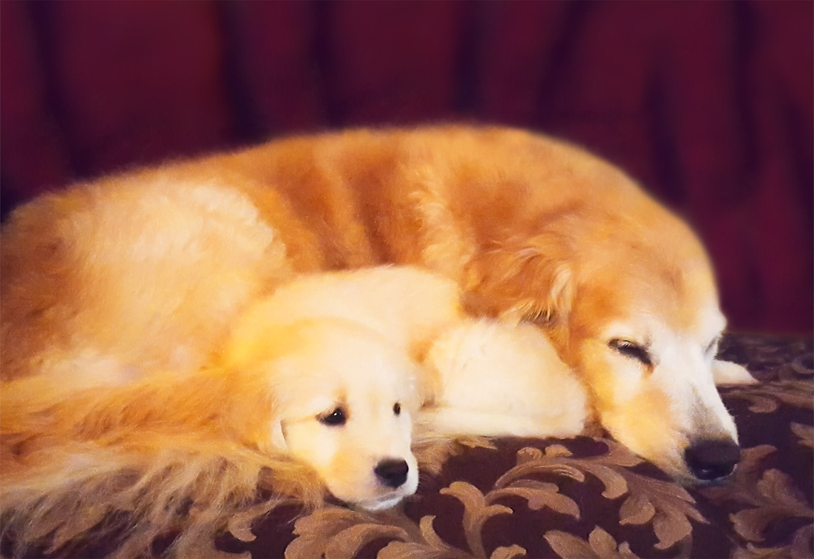 Golden Retriever puppy snuggling with her big sister