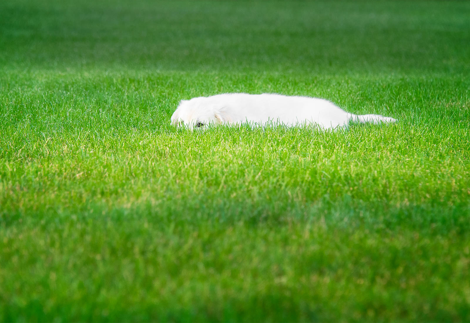 Golden Retriever puppy hiding in the grass