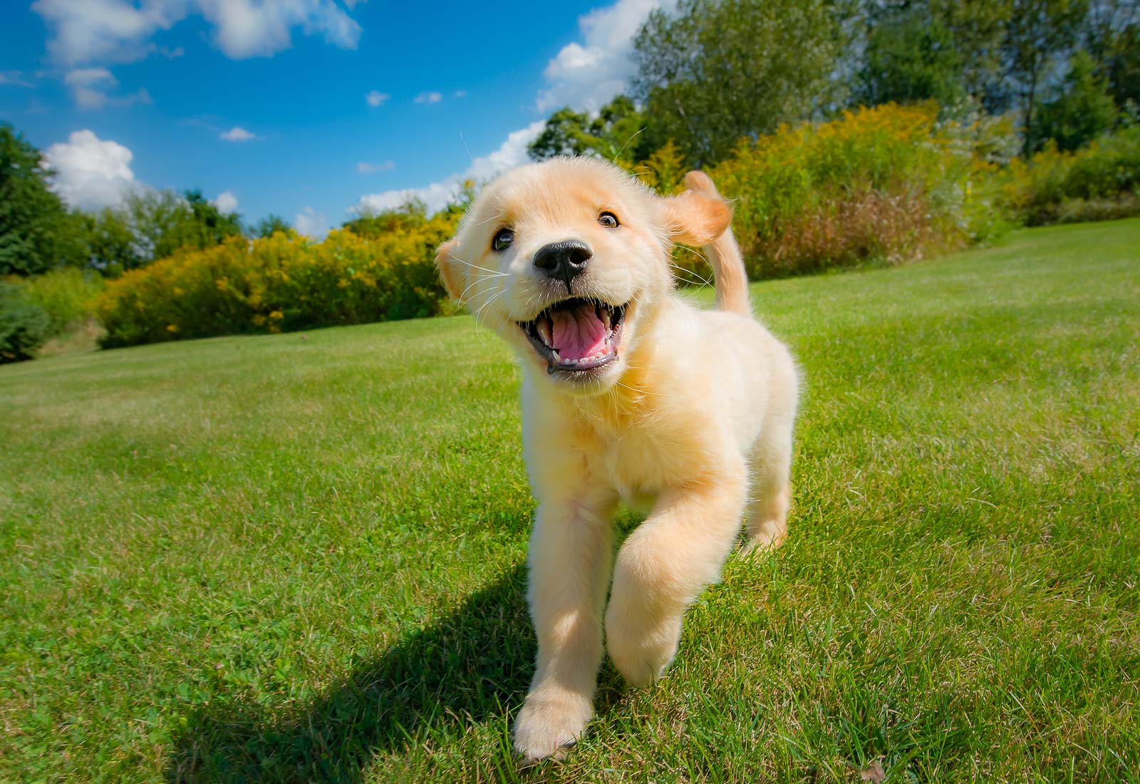 Golden Retriever puppy smiling and running