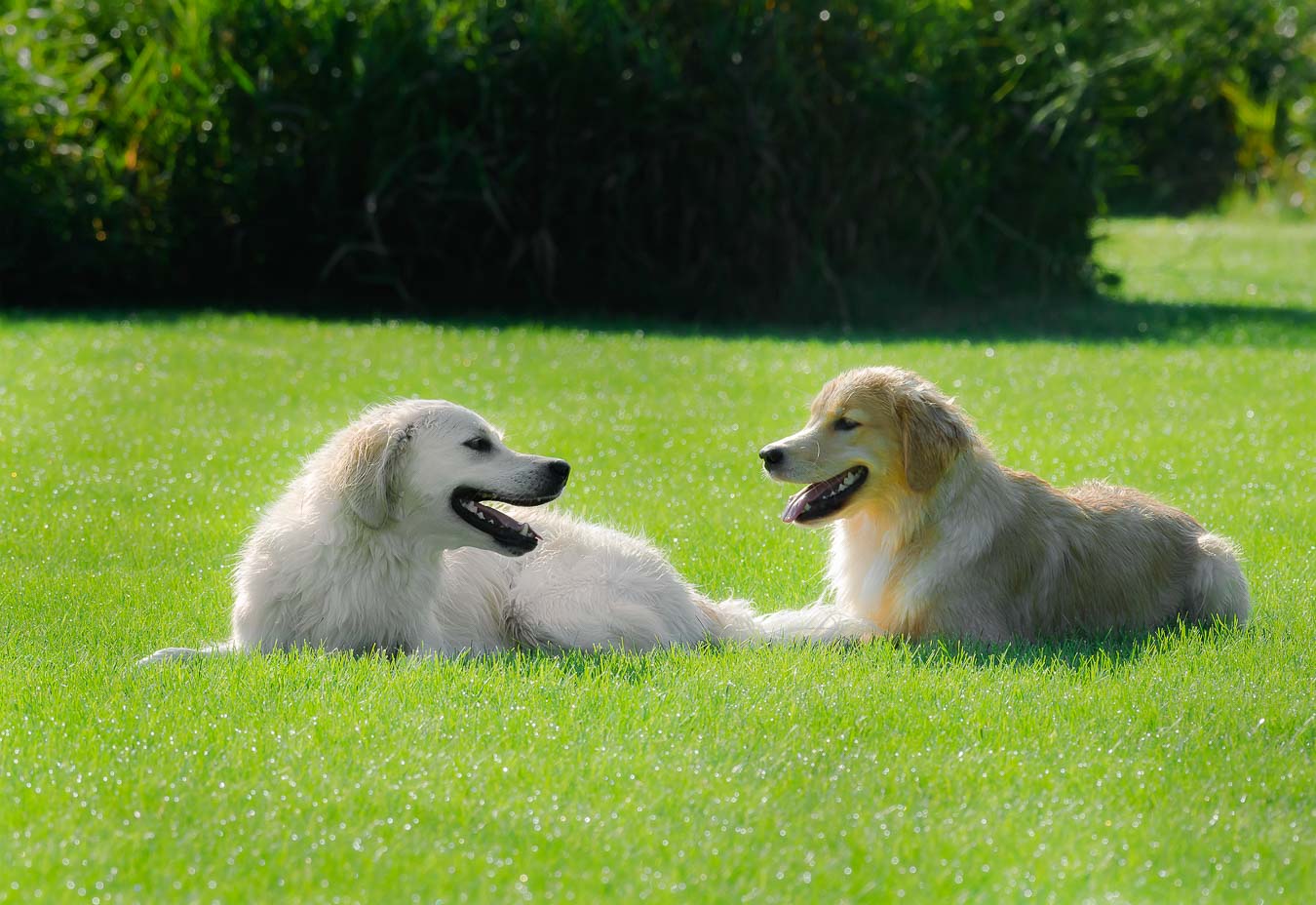 Two Golden Retrievers resting after playing