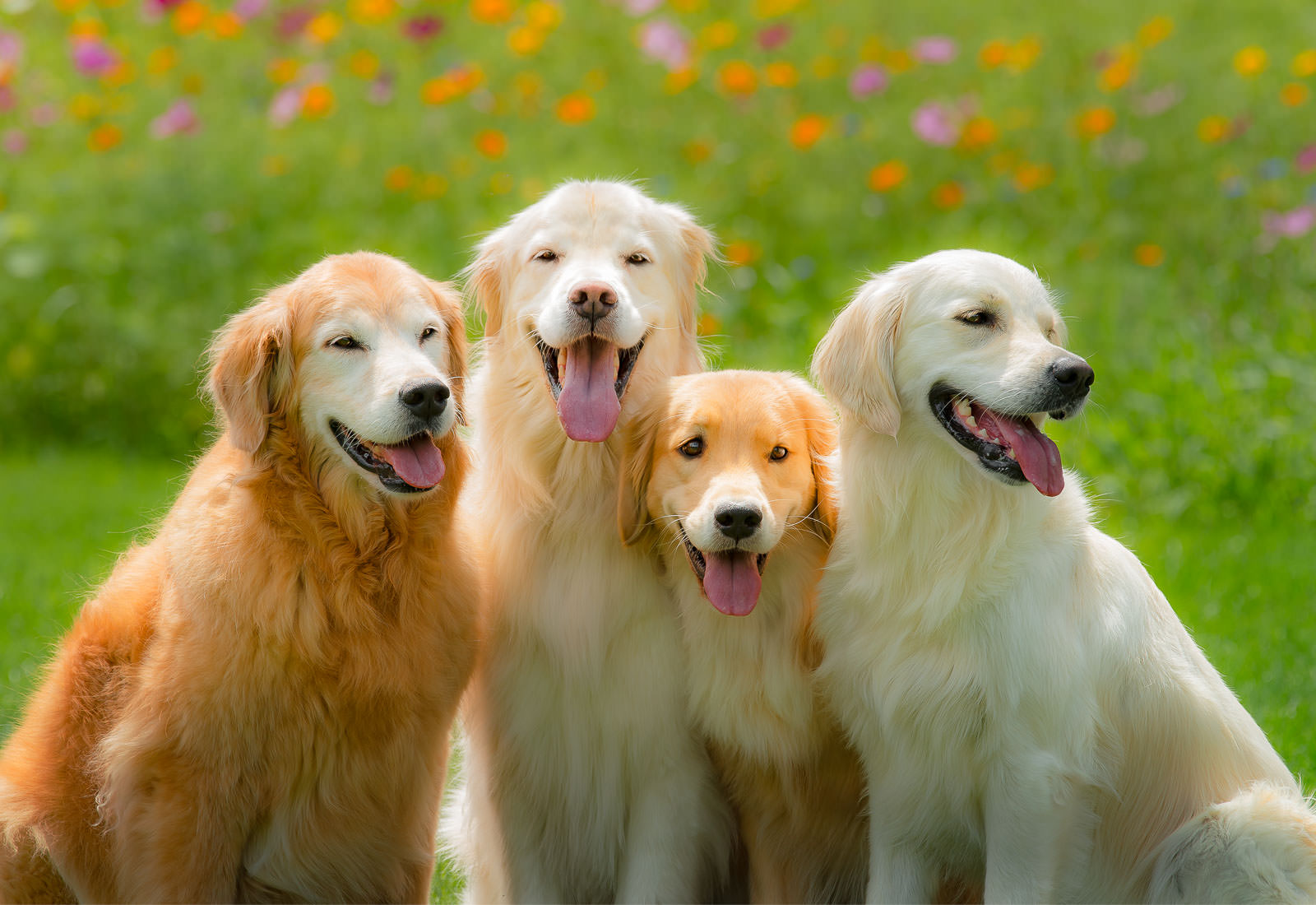 Four Golden Retrievers smiling on a summer day