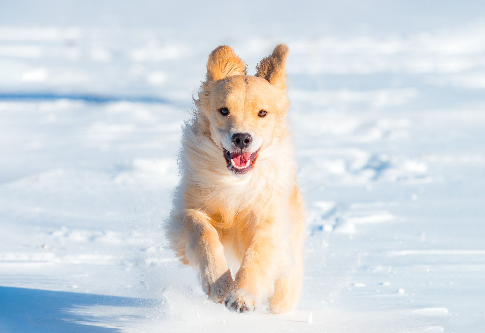Golden Retriever running in the snow
