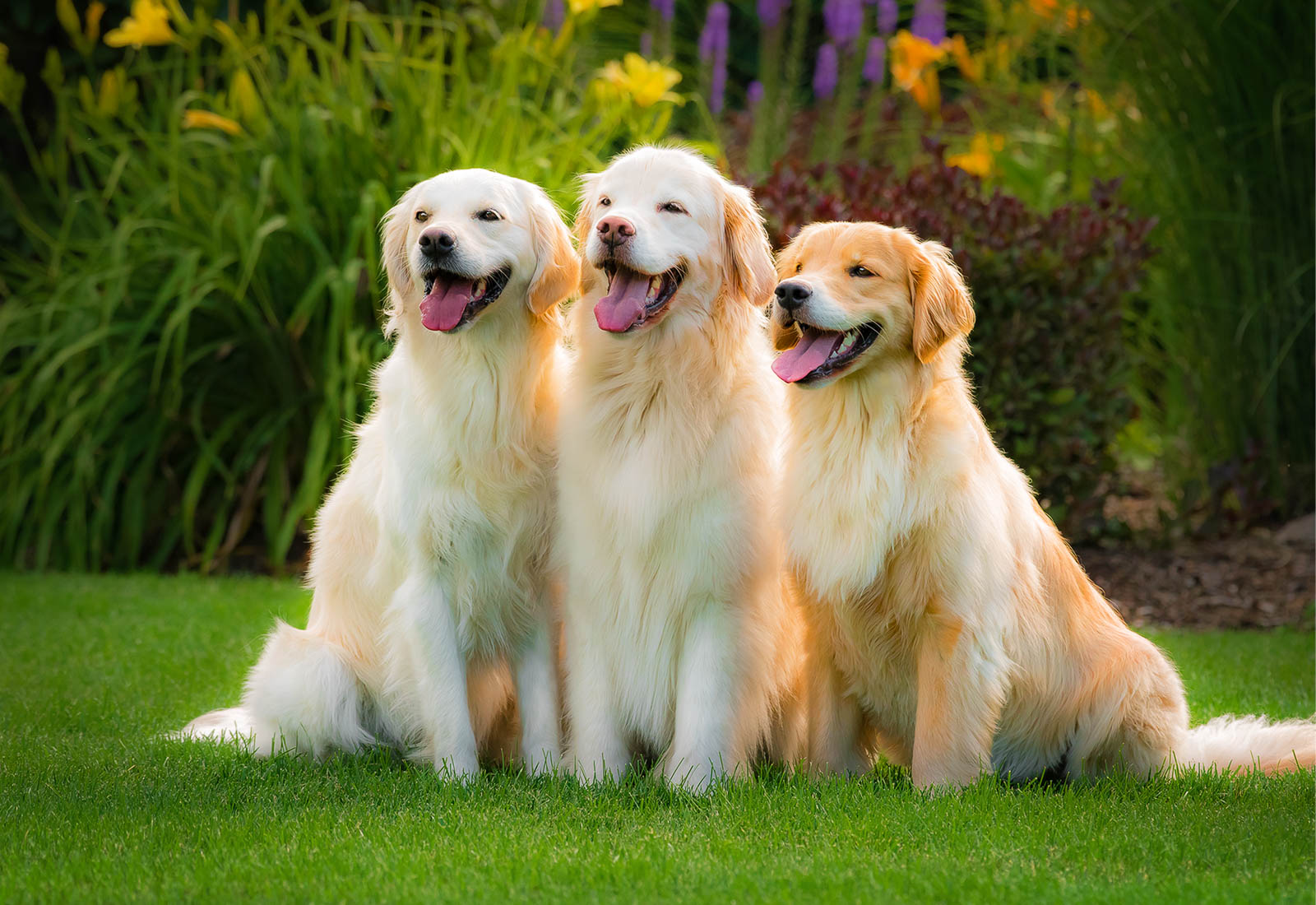 Three Golden Retrievers smiling
