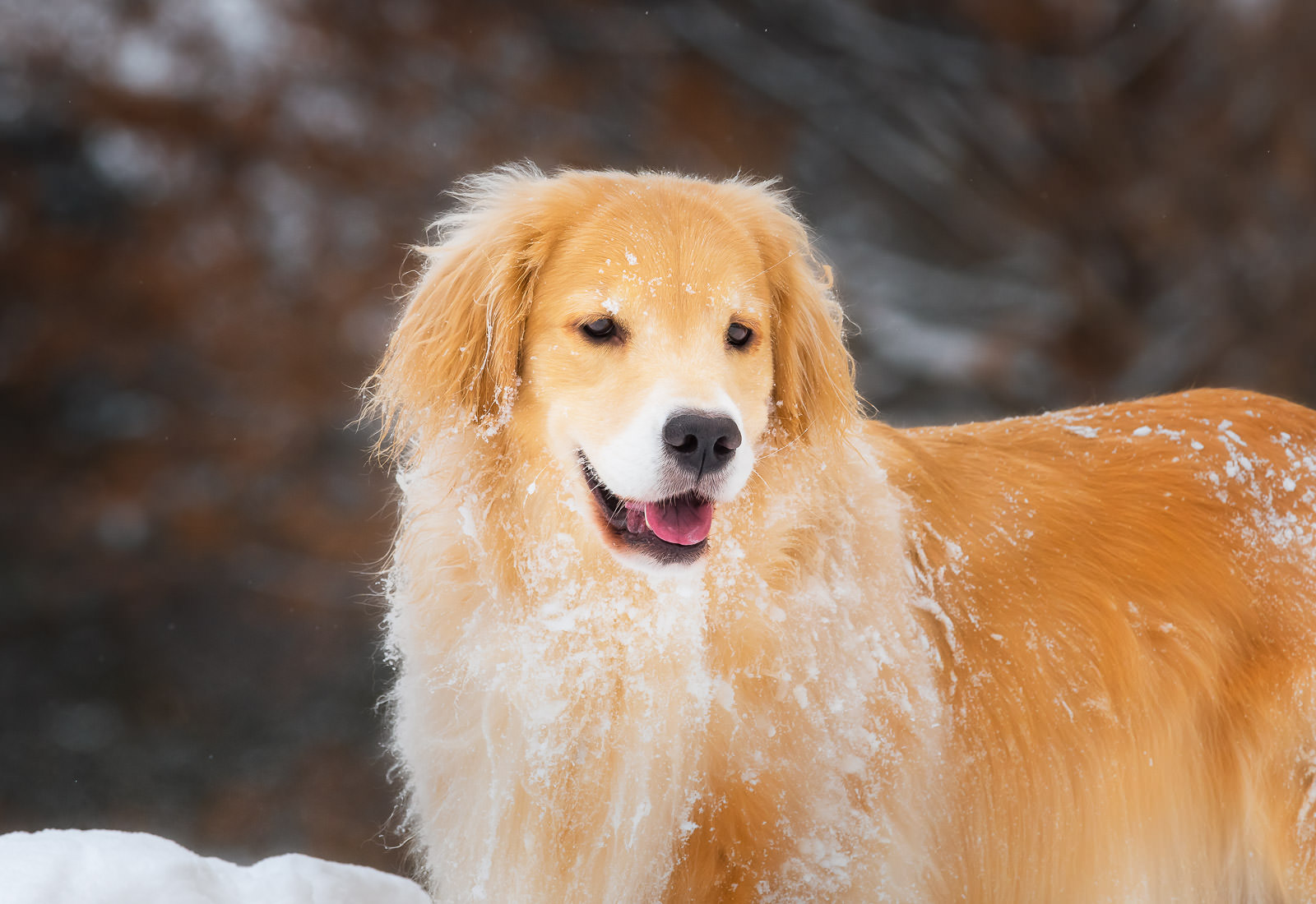 Golden Retrievers pausing after playing in the snow