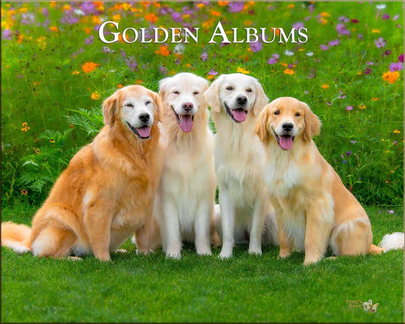 Four Golden Retrievers sitting with the flowers