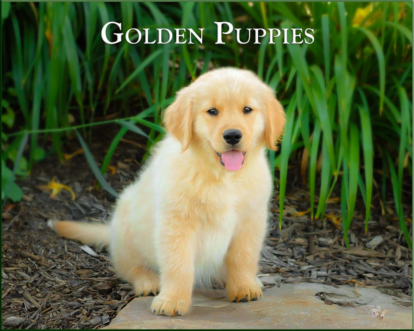 Golden Retriever Puppy sitting on a rock