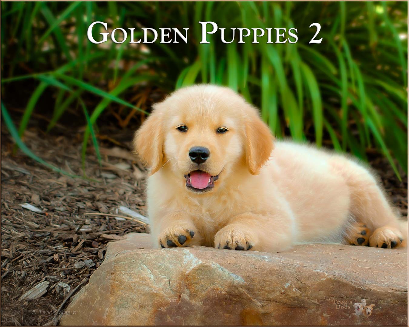 Three Golden Retrievers smiling in the tulips