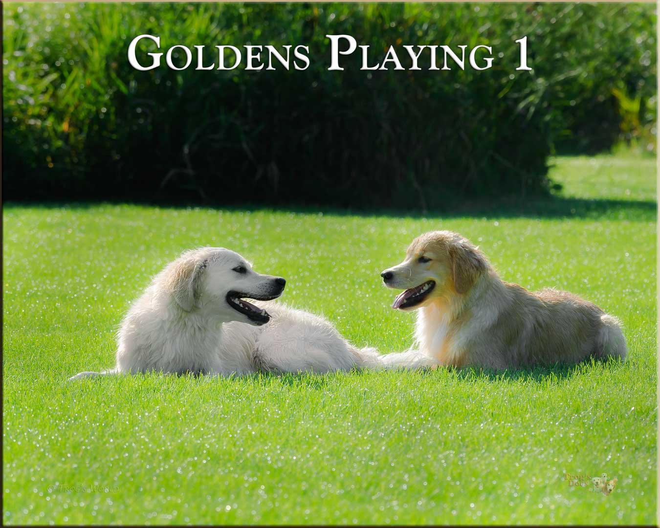 Two Golden Retrievers resting after playing