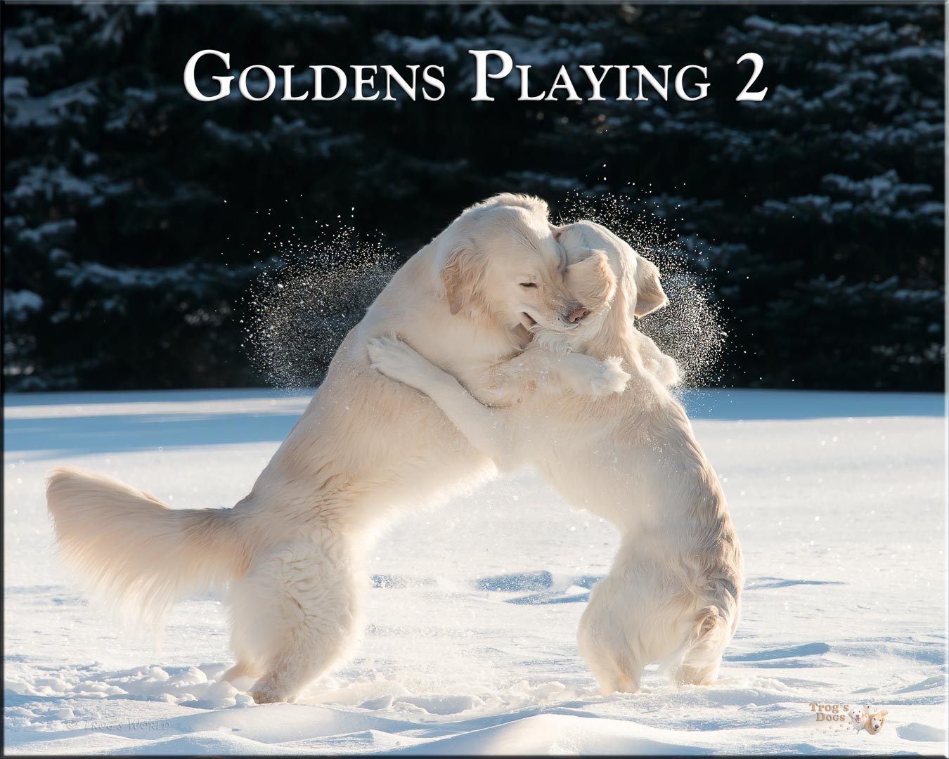 Two Golden Retrievers playing in the snow