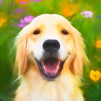 trogsdogs's profile picture