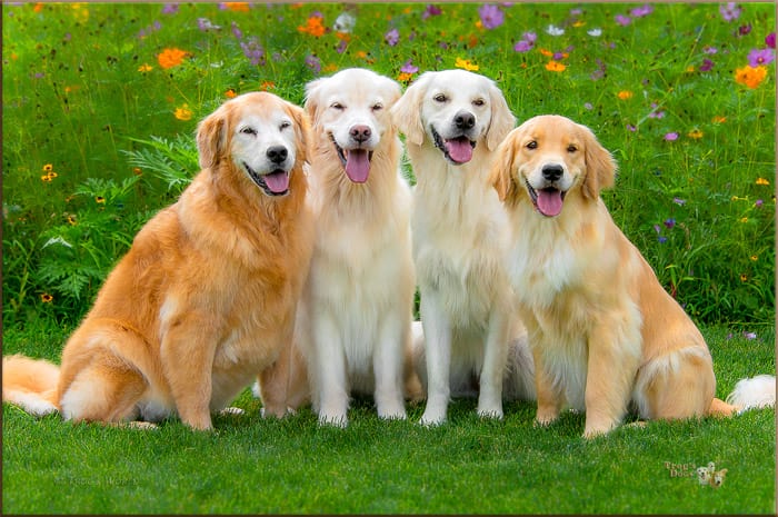 Four Golden Retrievers smiling in the flowers