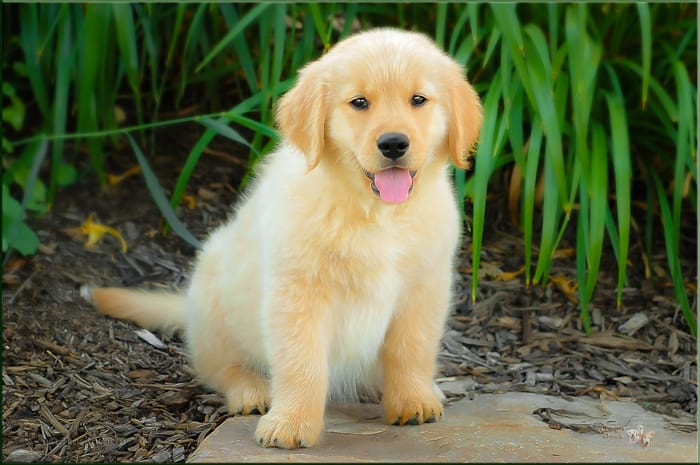 Golden Retriever puppy posing on a rock