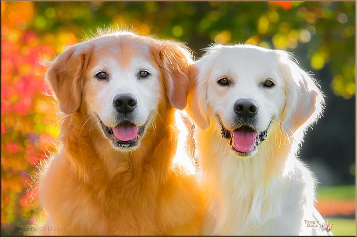Two Golden Retrievers smiling on an autumn day