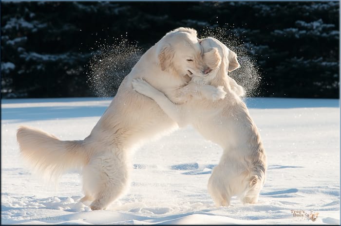 Two Golden Retrievers playing in the snow