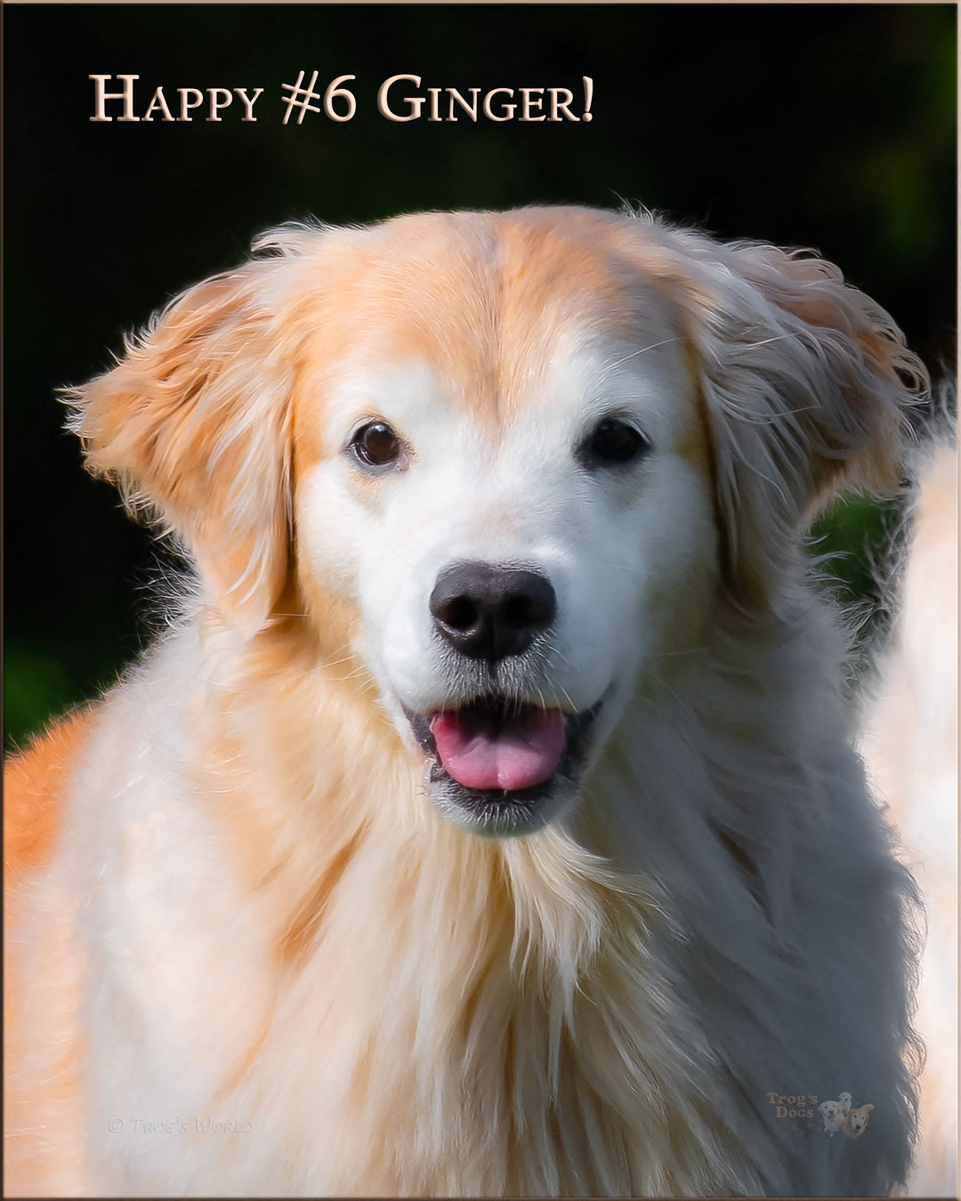 Ginger is a smiling Golden Retriever