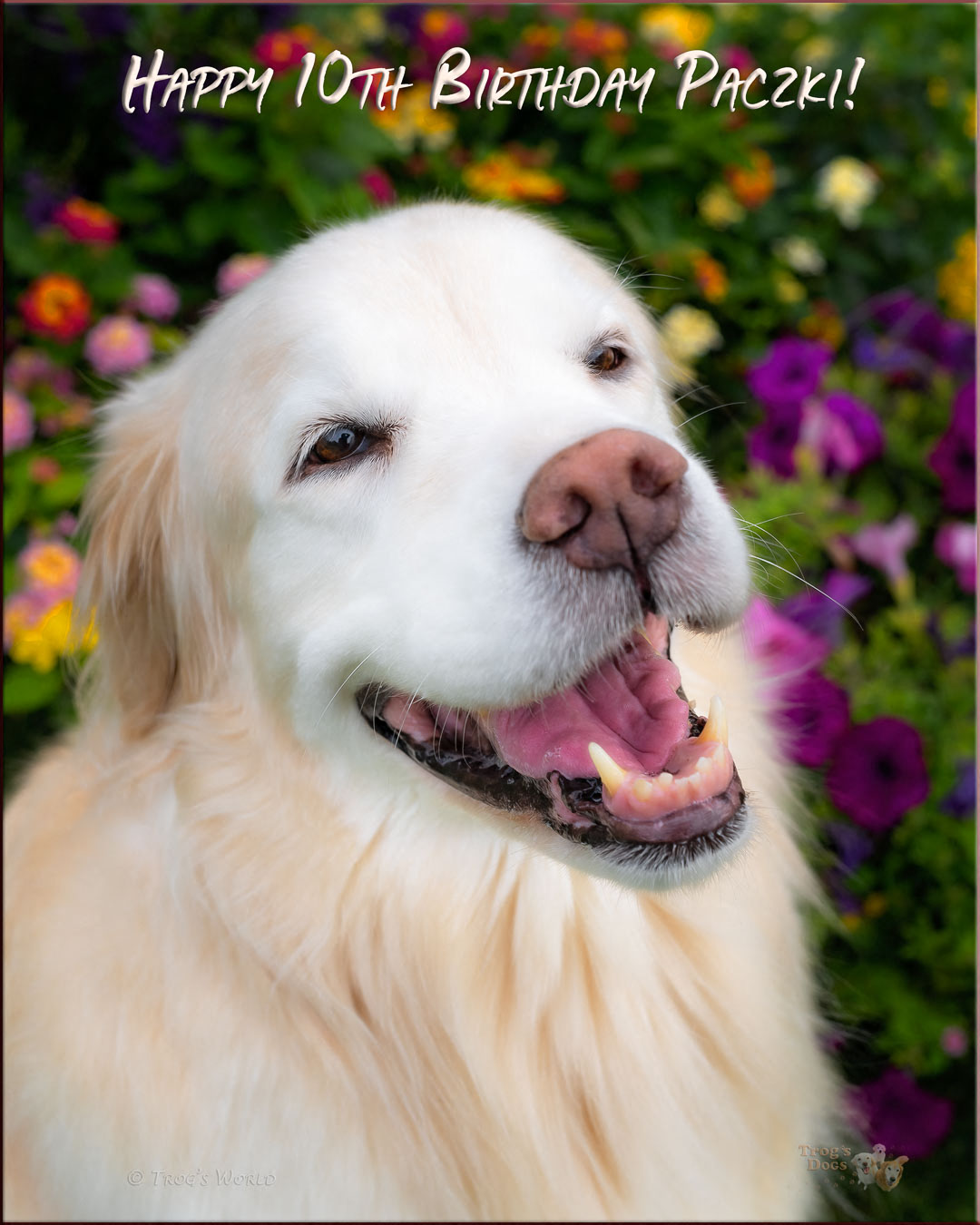 Golden Retriever smiling for her birthday pictures