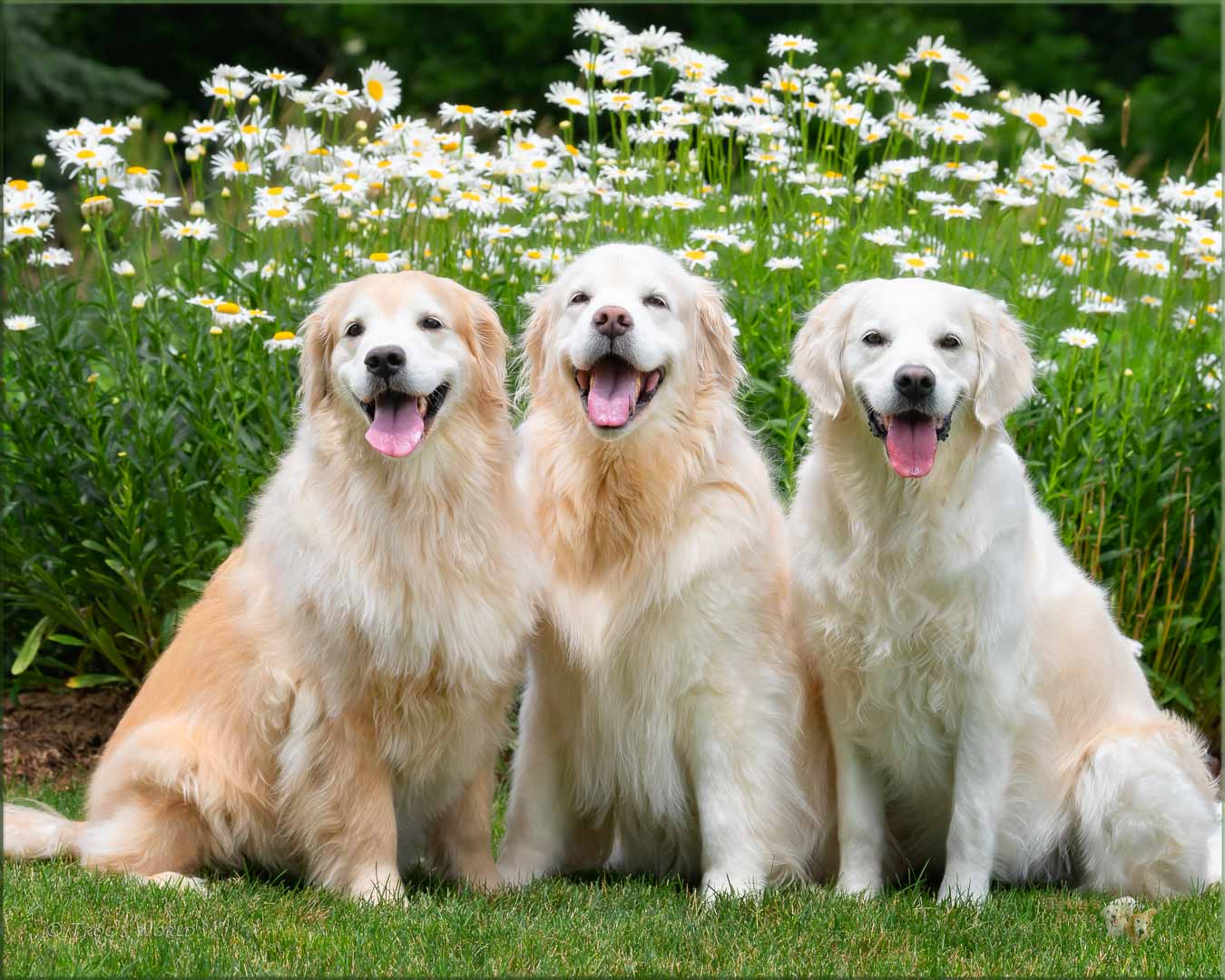 Golden Retrievers and the daisies
