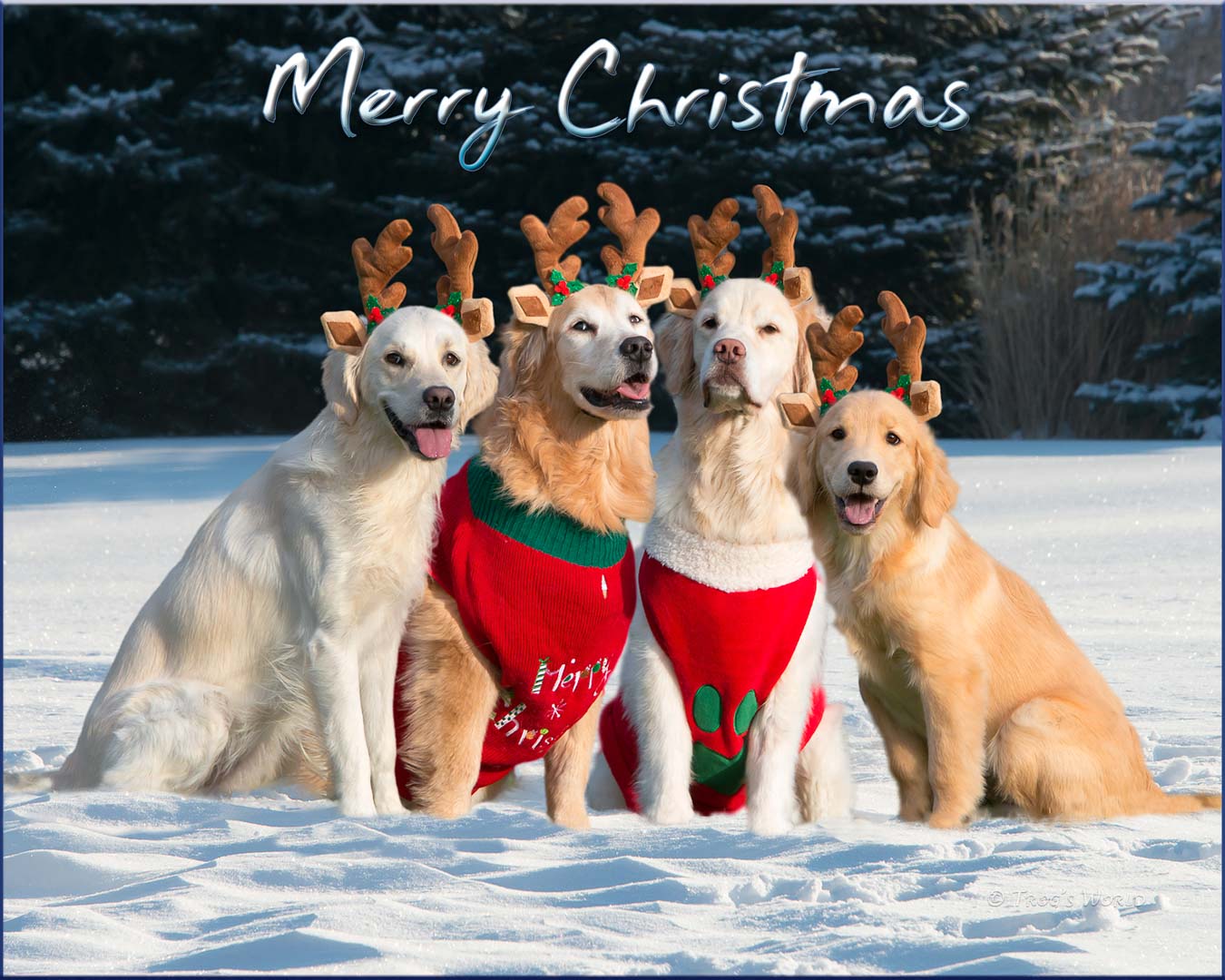 Merry Christmas from Trog's Dogs