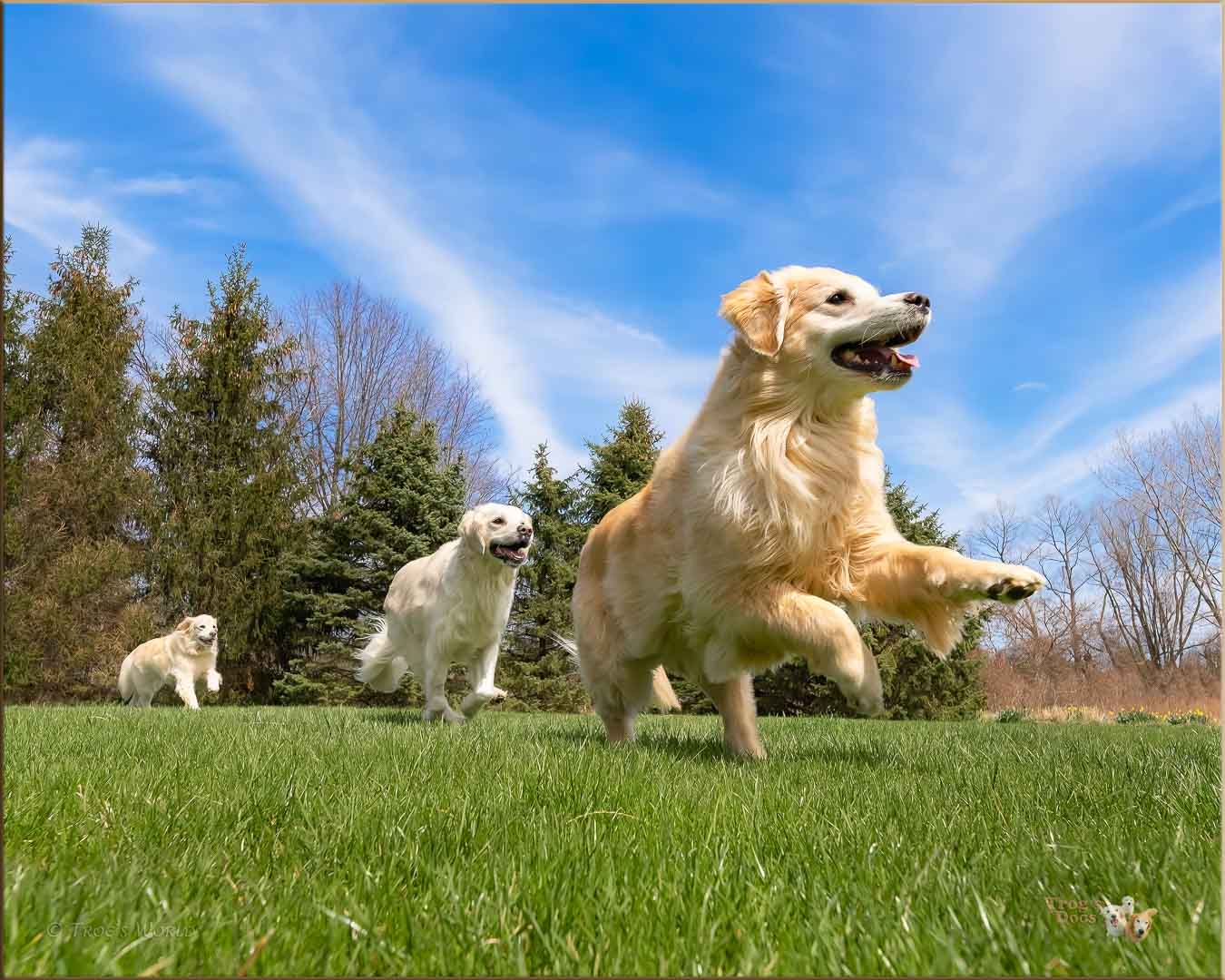 Golden Retrievers running in the grass