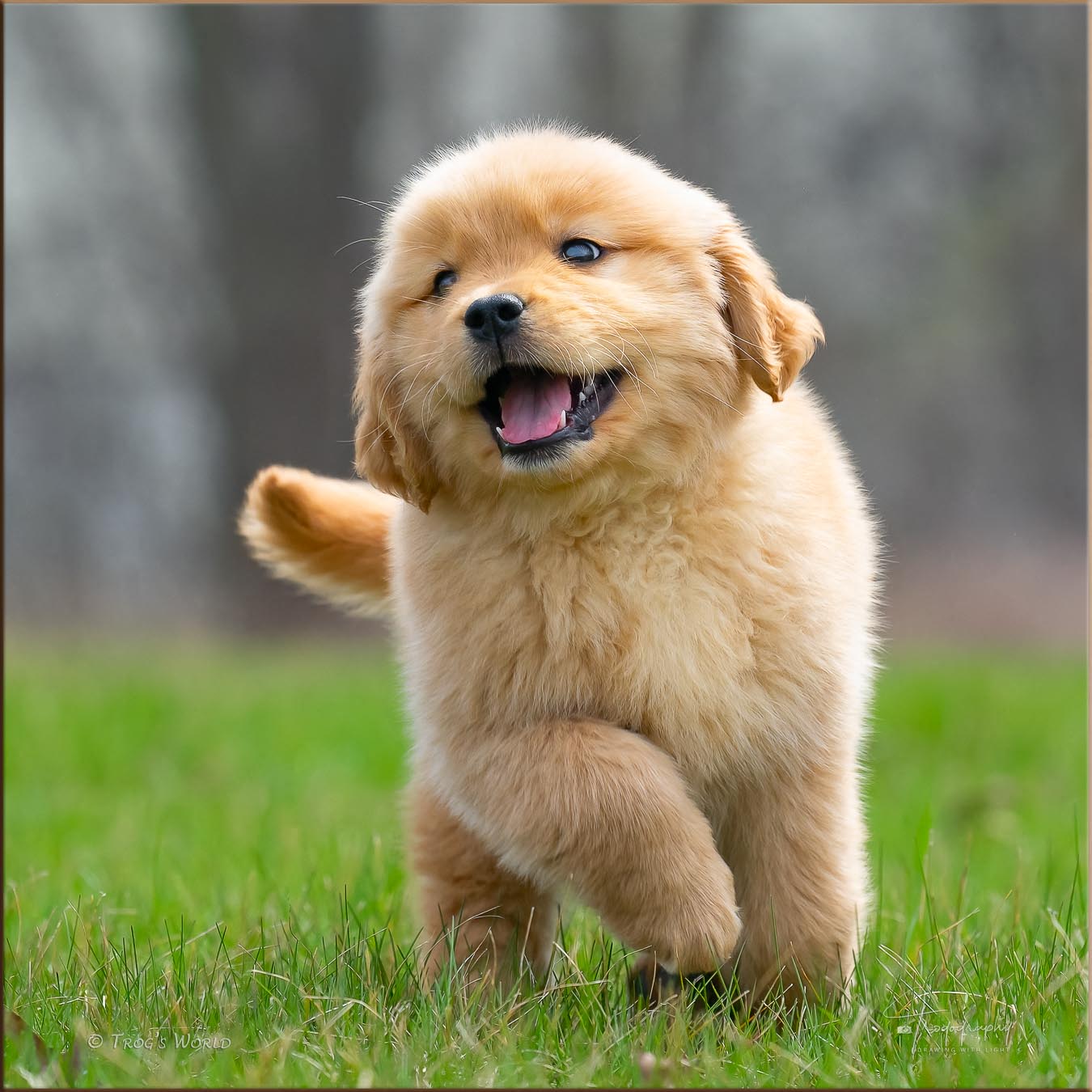 Golden Retriever puppy running and smiling