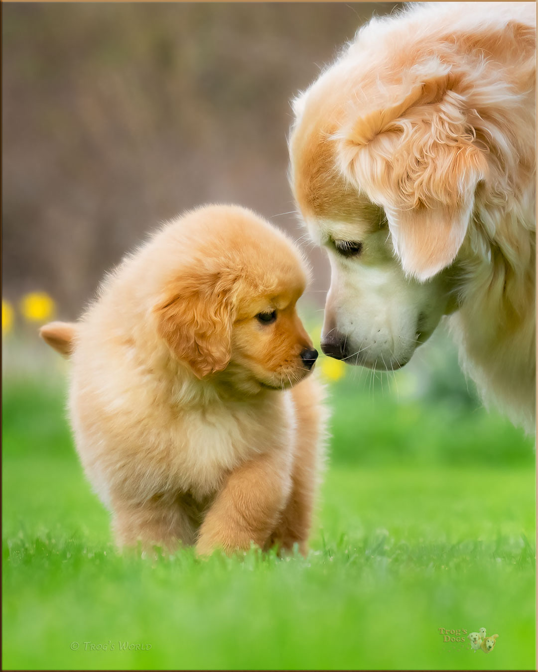 Golden Retriever puppy nosing with her sister