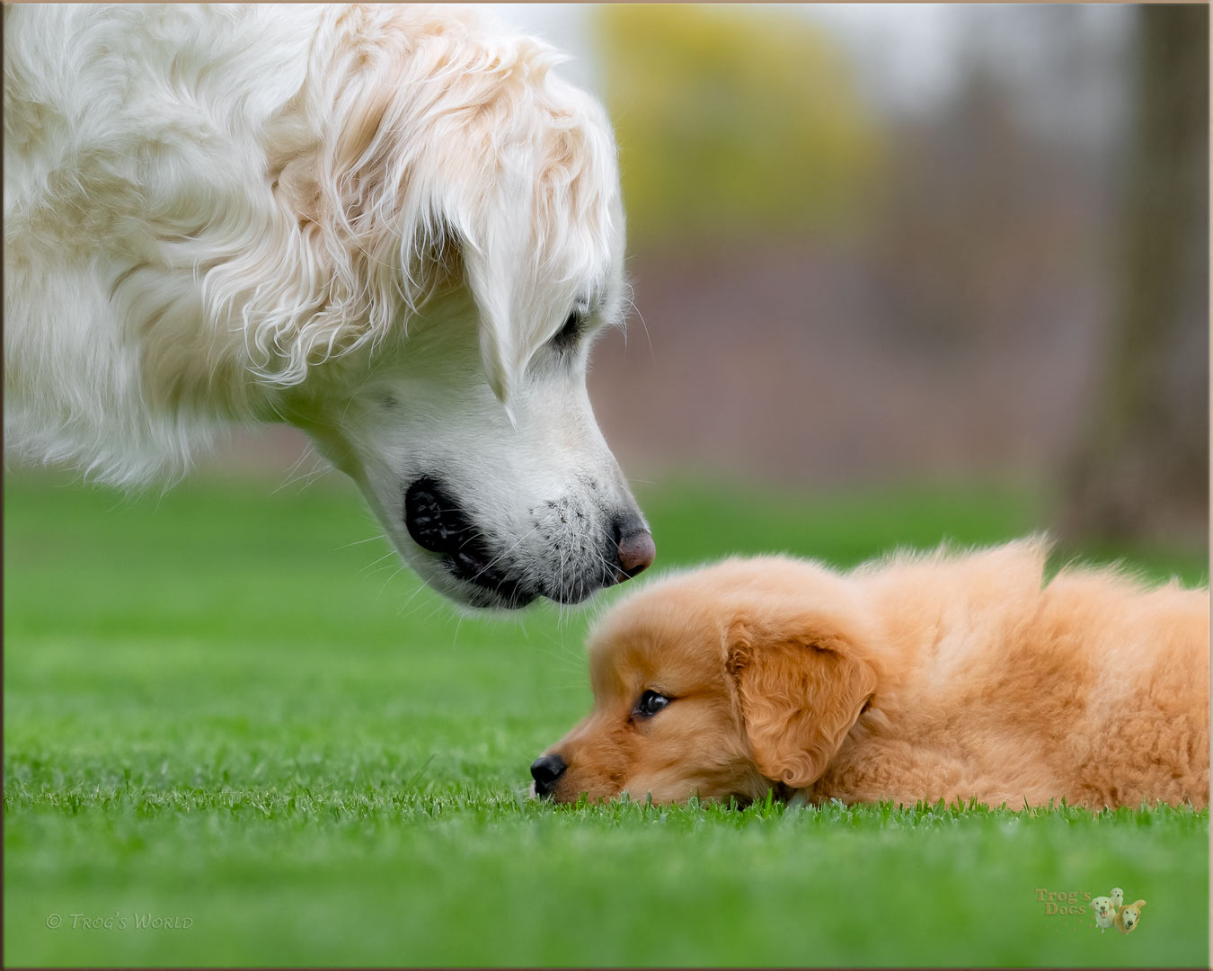 Golden Retriever puppy and her sister