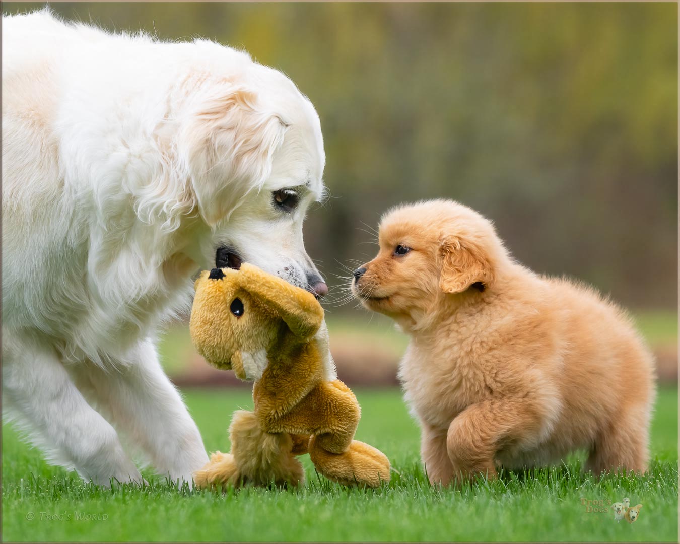 Golden Retrievers playing