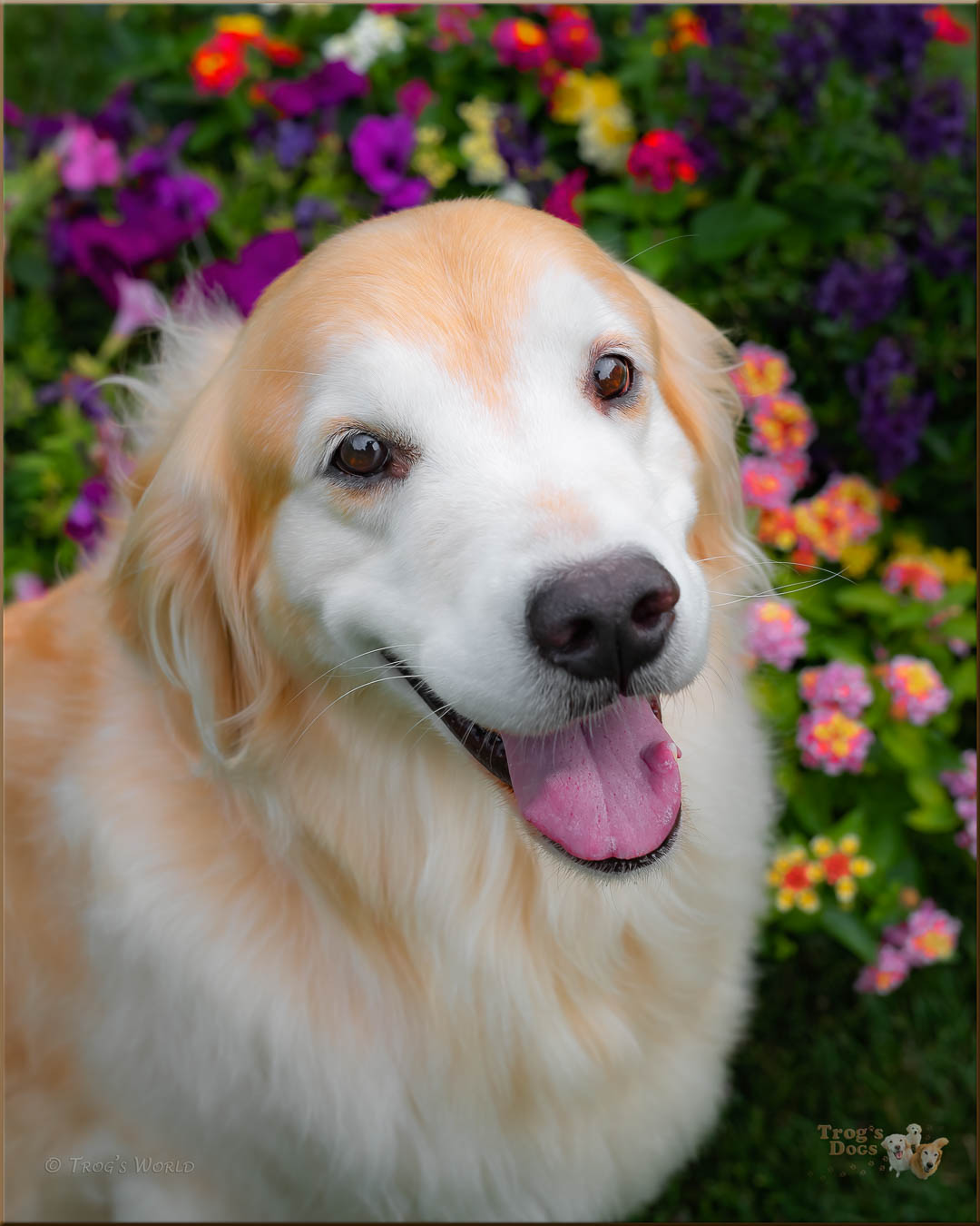 Golden Retriever Smiling