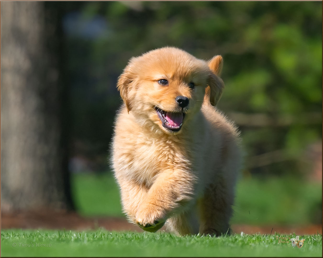 Golden Retriever Puppy running and smiling