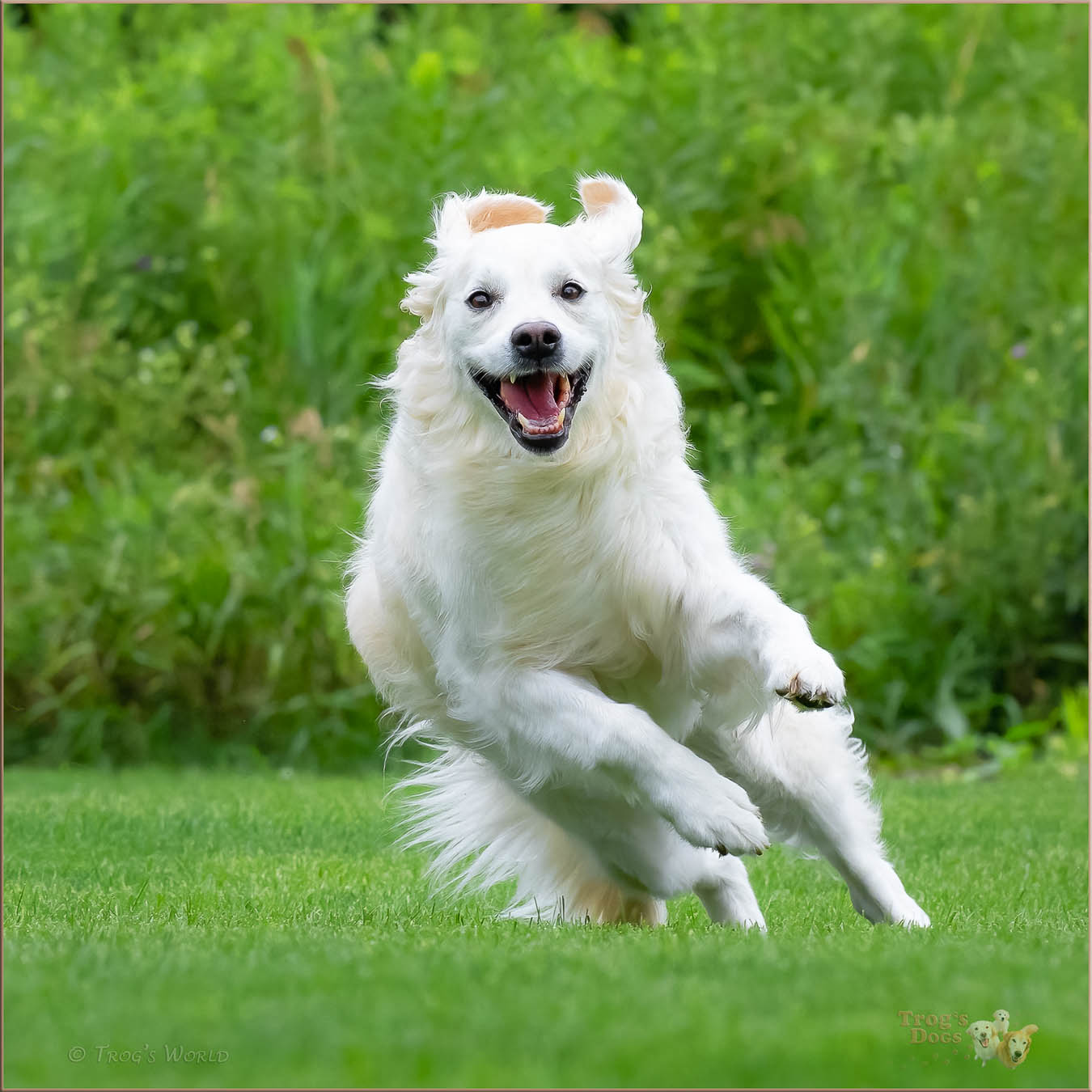 Golden Retriever running and smiling